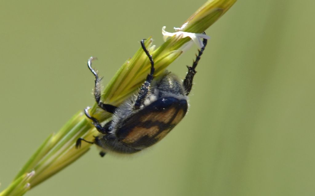 Anisoplia? S, A. monticola, Rutelidae